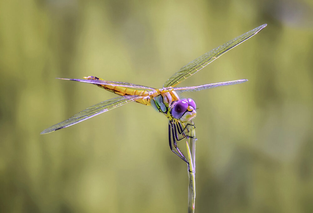 Photograph by Марина Ческис