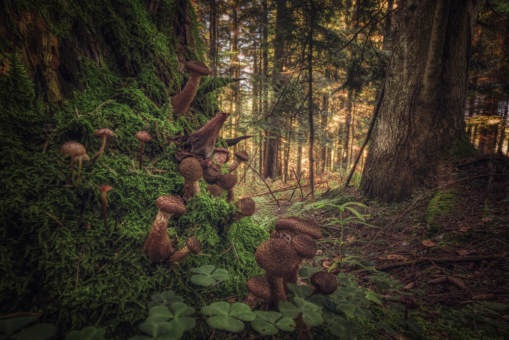 The Hidden Orchard of Shadows