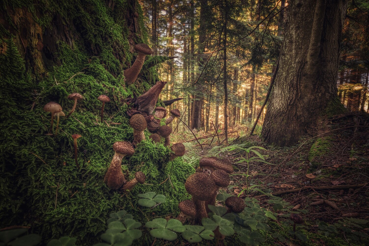 The Hidden Orchard of Shadows