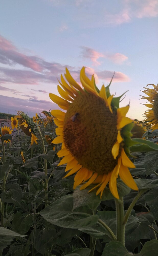 Photograph by Dragoslav Macanović