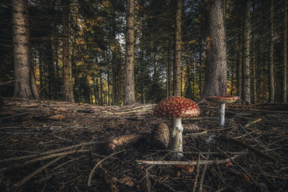 Such Stuff as Toadstool Dreams Are Made Of