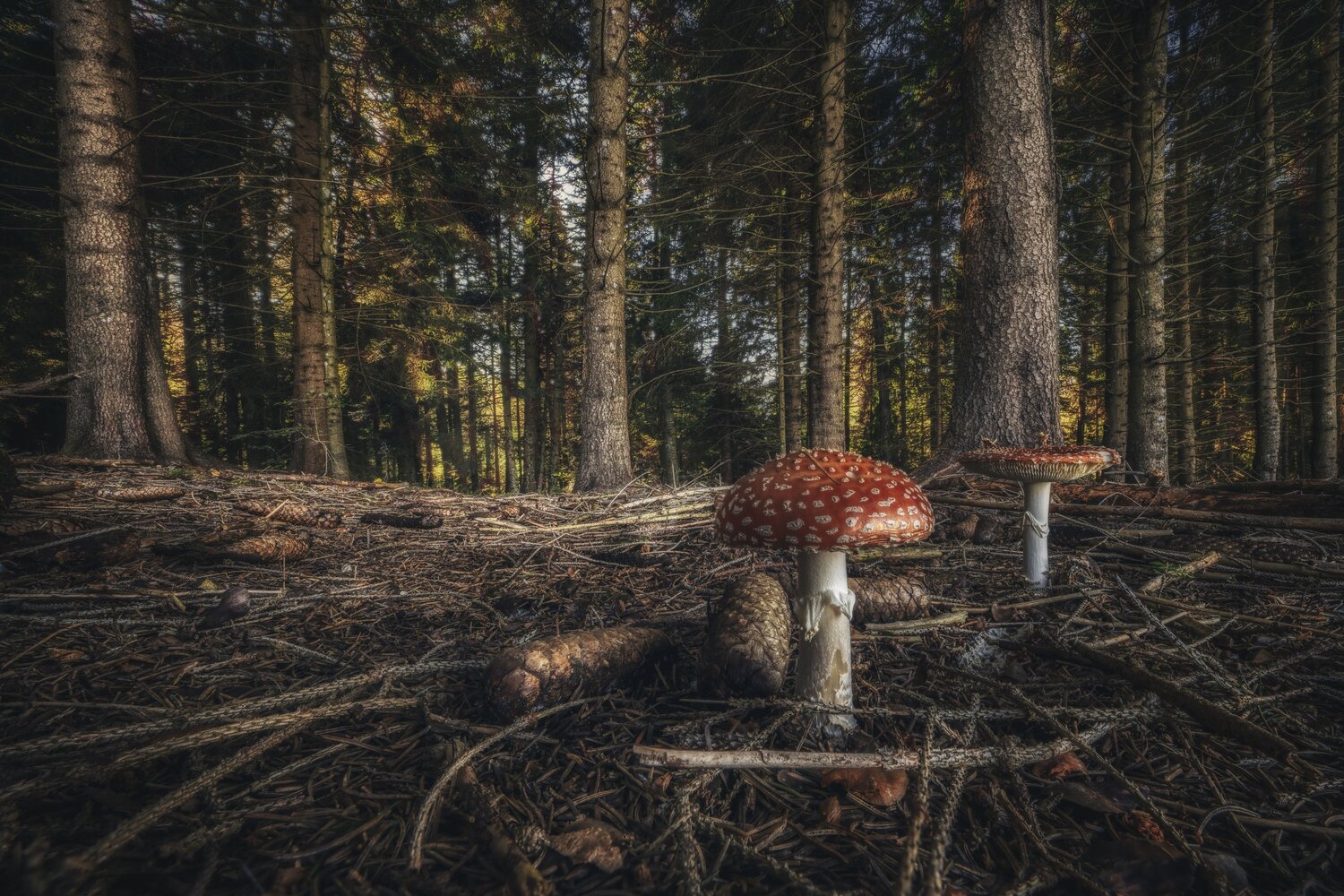 Such Stuff as Toadstool Dreams Are Made Of