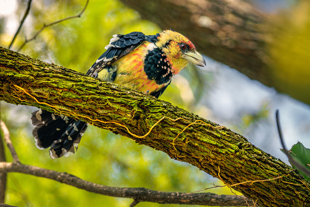 Photograph by Ken Stavrou