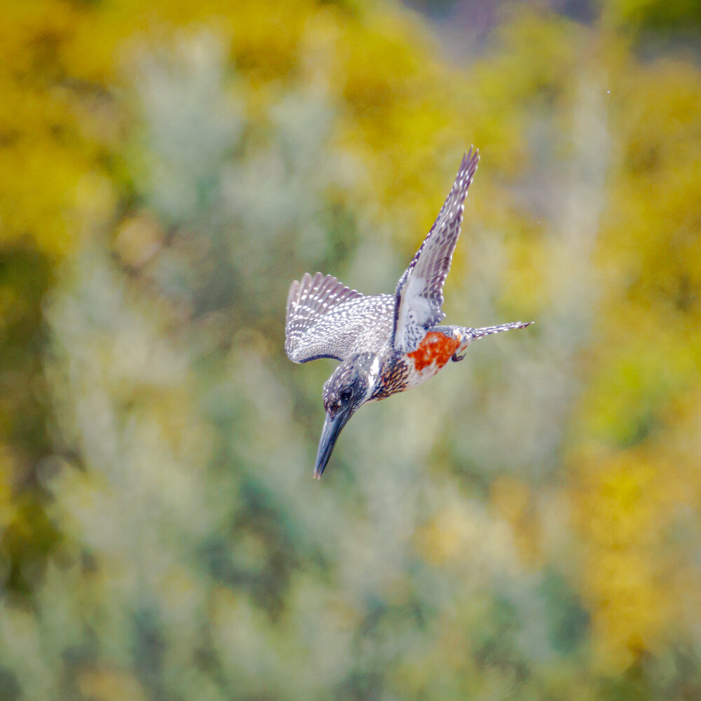 Photograph by Ken Stavrou