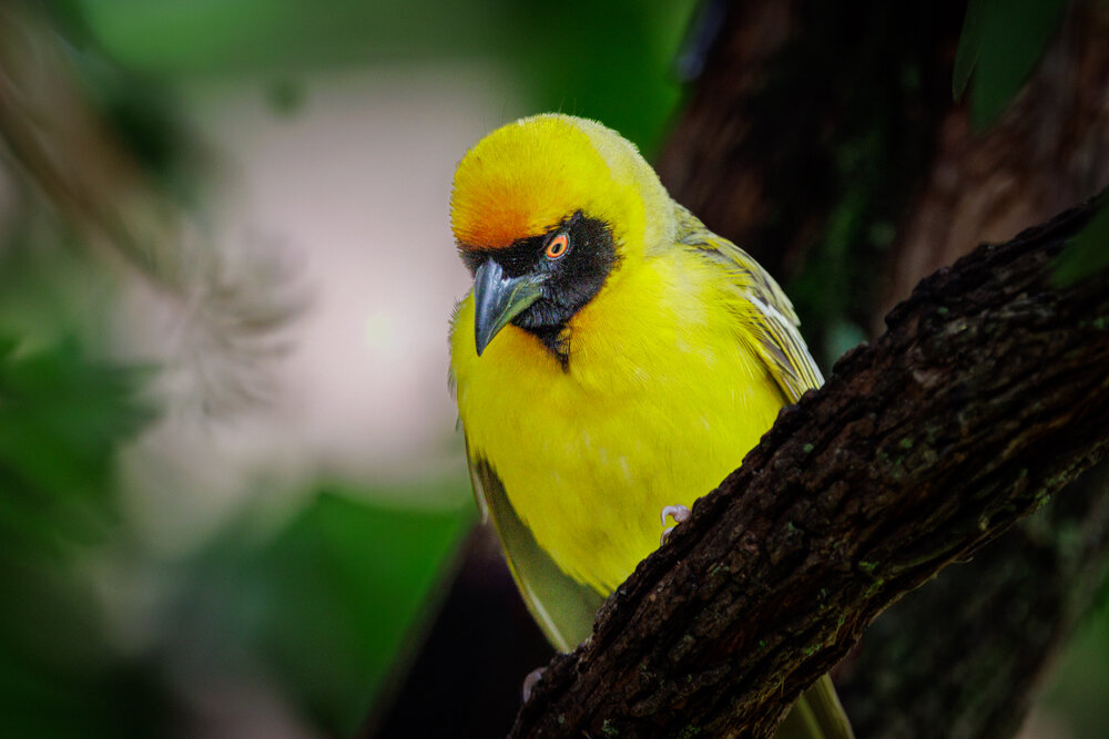 Photograph by Ken Stavrou