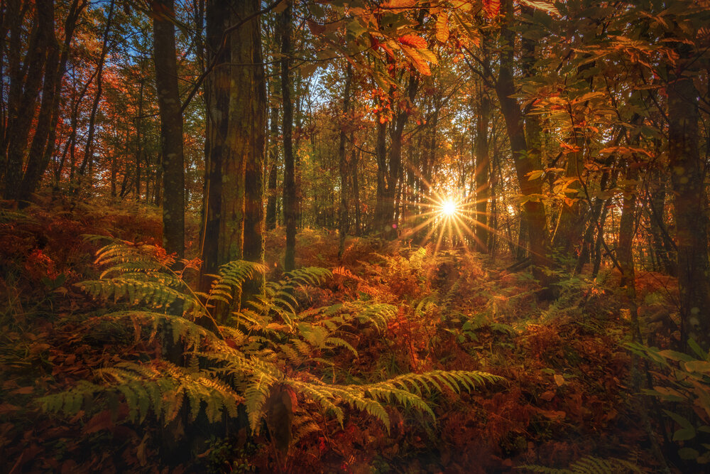 Where Autumn Glows