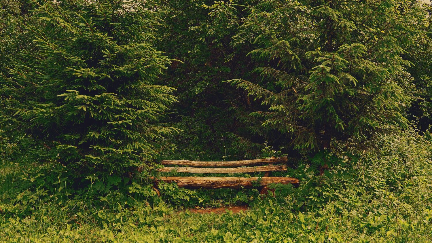 Photo #13803398