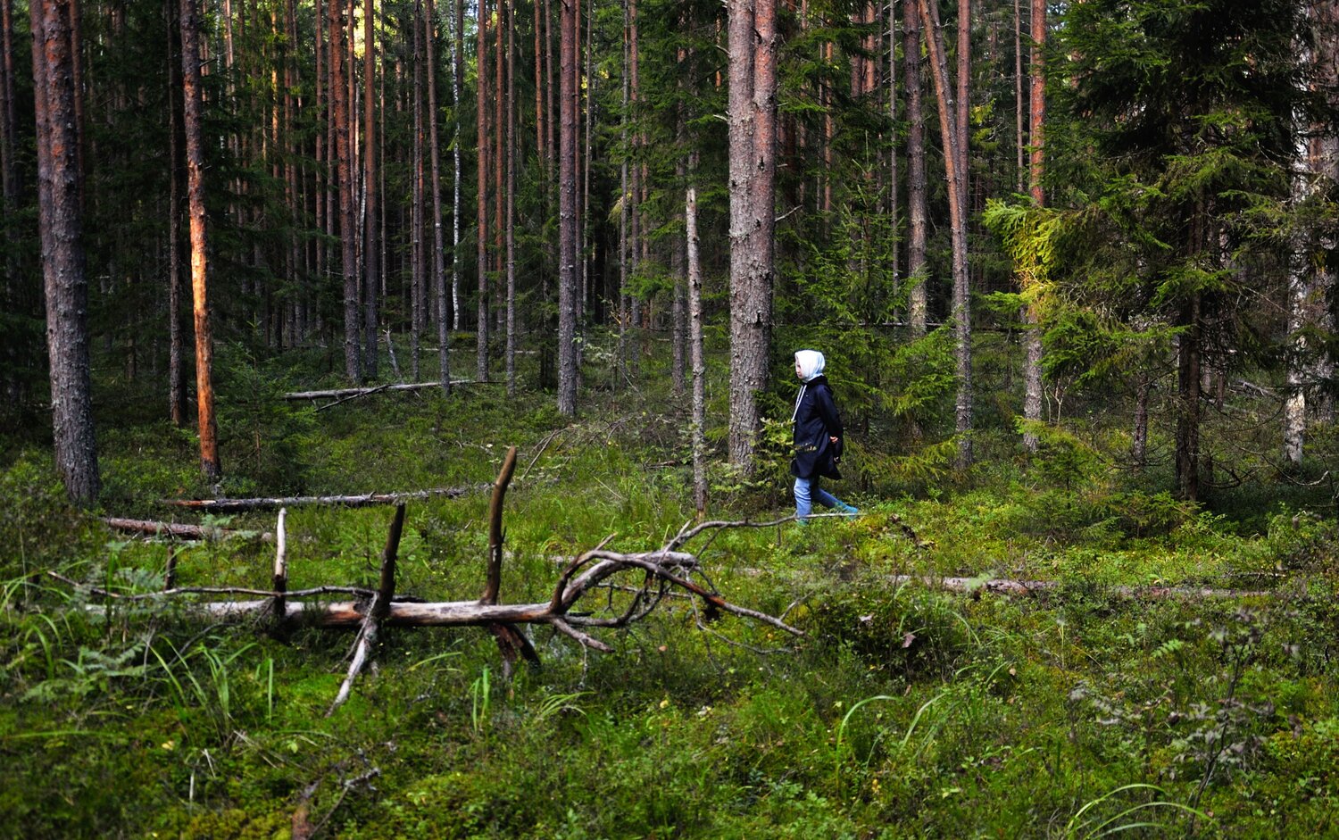 Photo #13803450