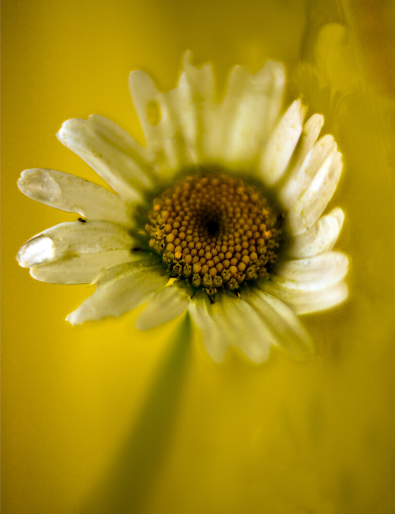 Photograph by Yelnikova Olga