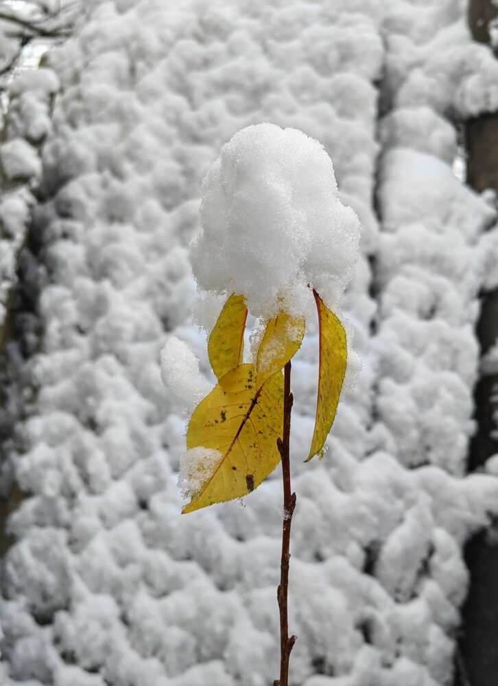 Photograph by Ульяна Кузьмина