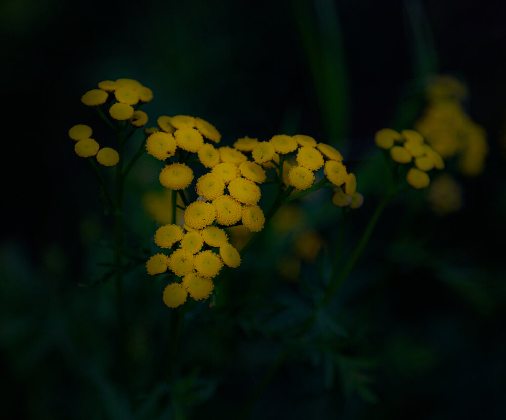 Photograph by Елена Данченко