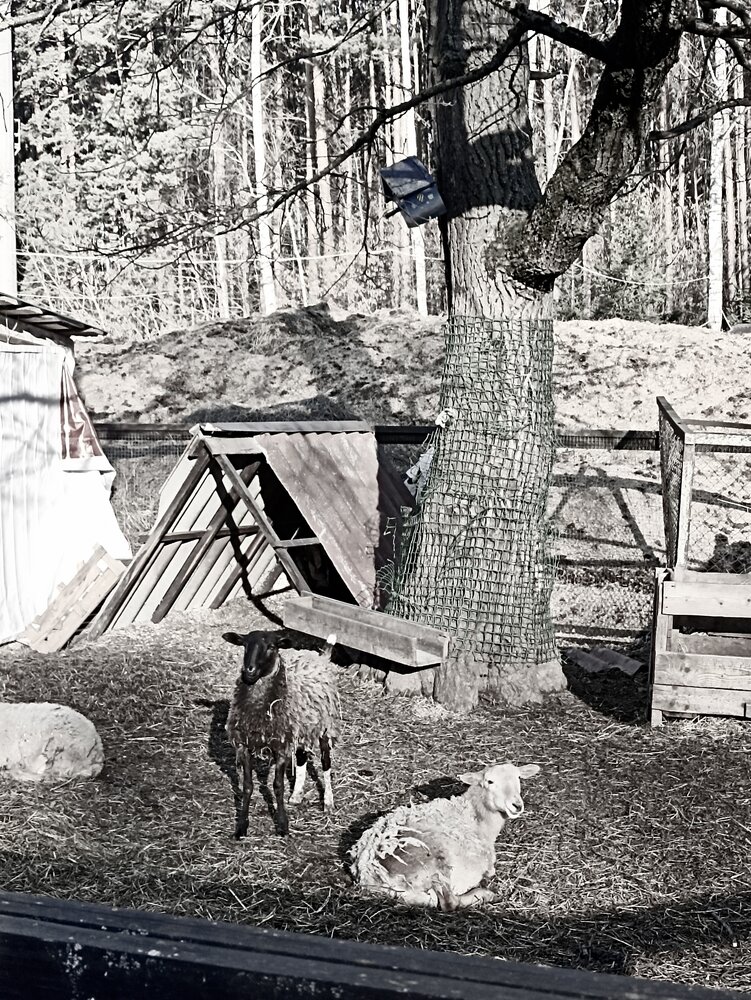 Фотография автора Сюзанна