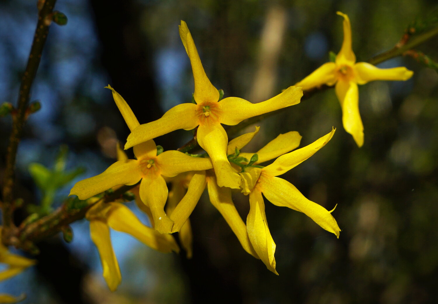 Spring in yellow