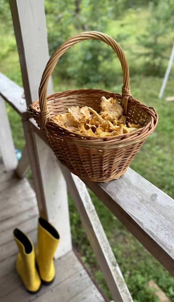 Лисички. Охота была удачной