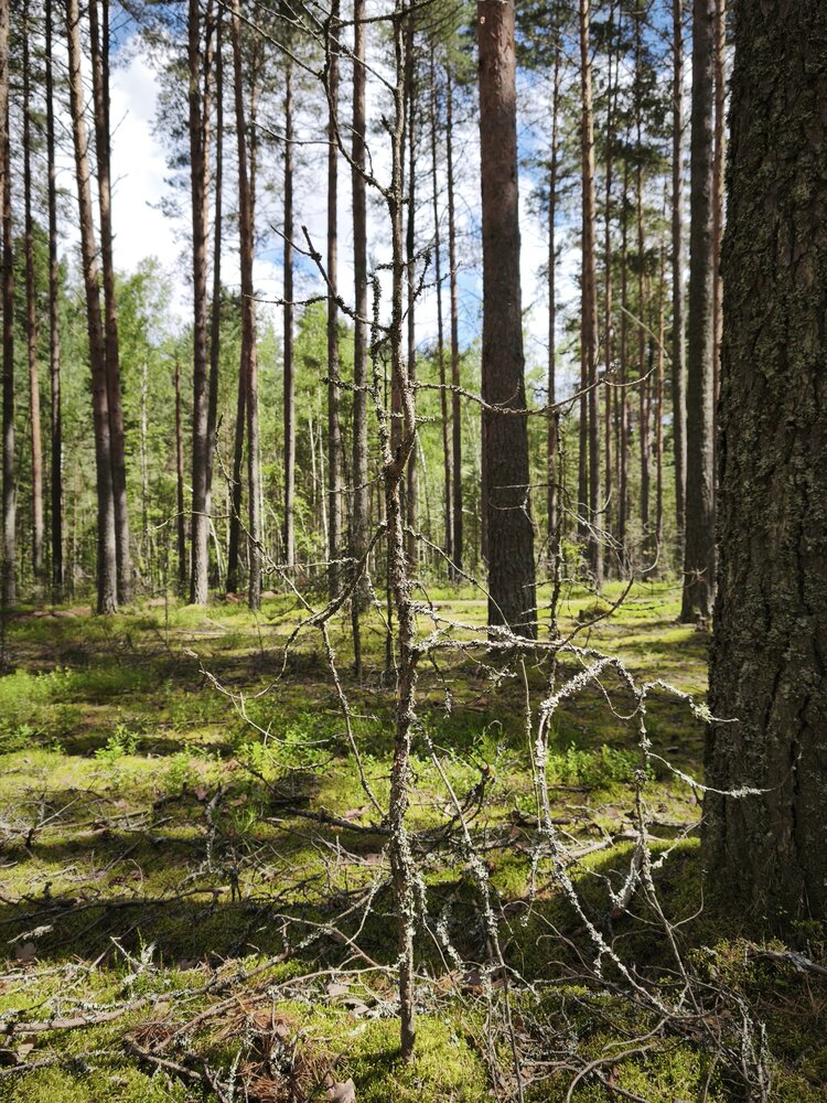 Photograph by Татьяна Алексеева