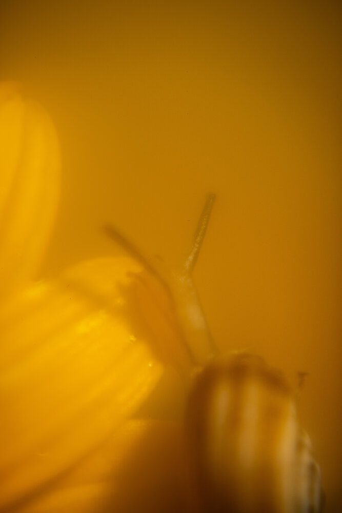 Photograph by Нелли Золотая