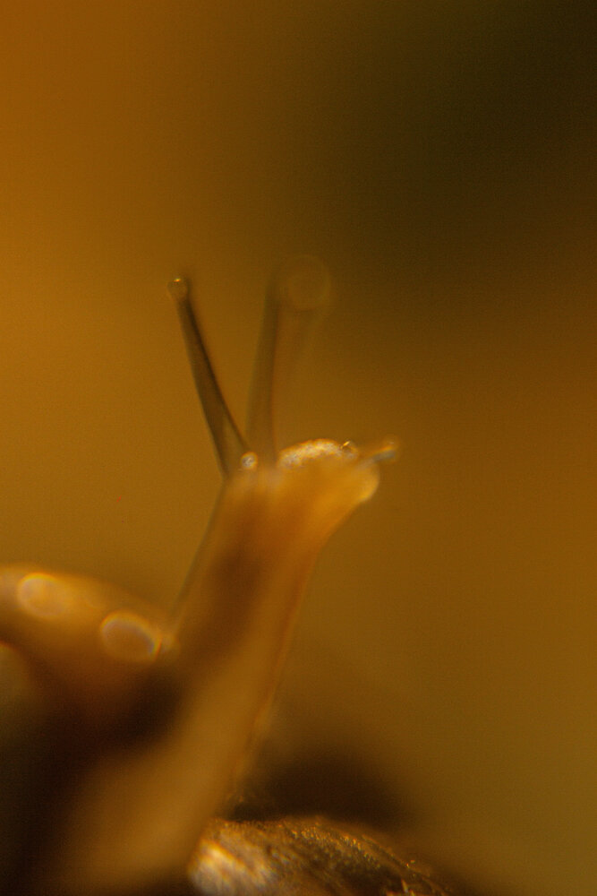 Photograph by Нелли Золотая