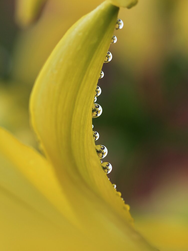 Photograph by Леунина Людмила