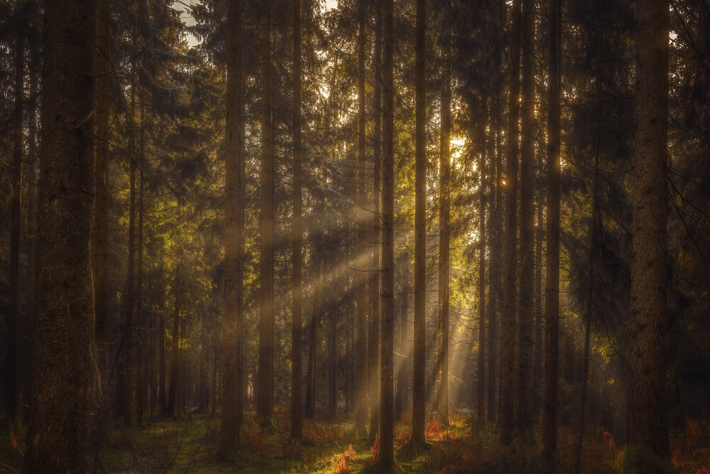 Where Light Finds Its Way
