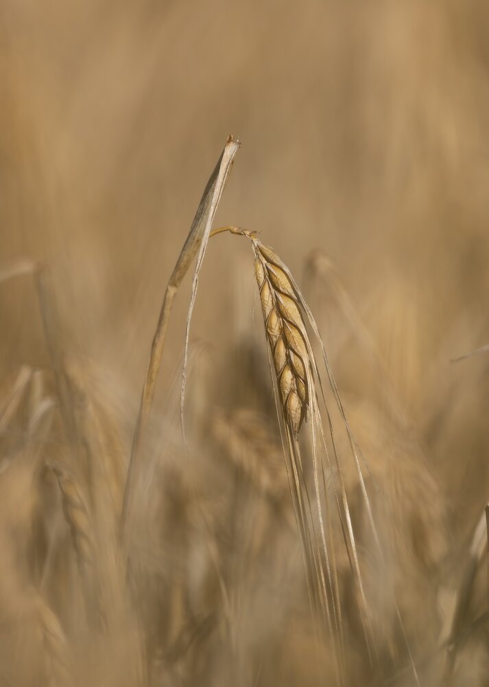 Photograph by Александр Белов