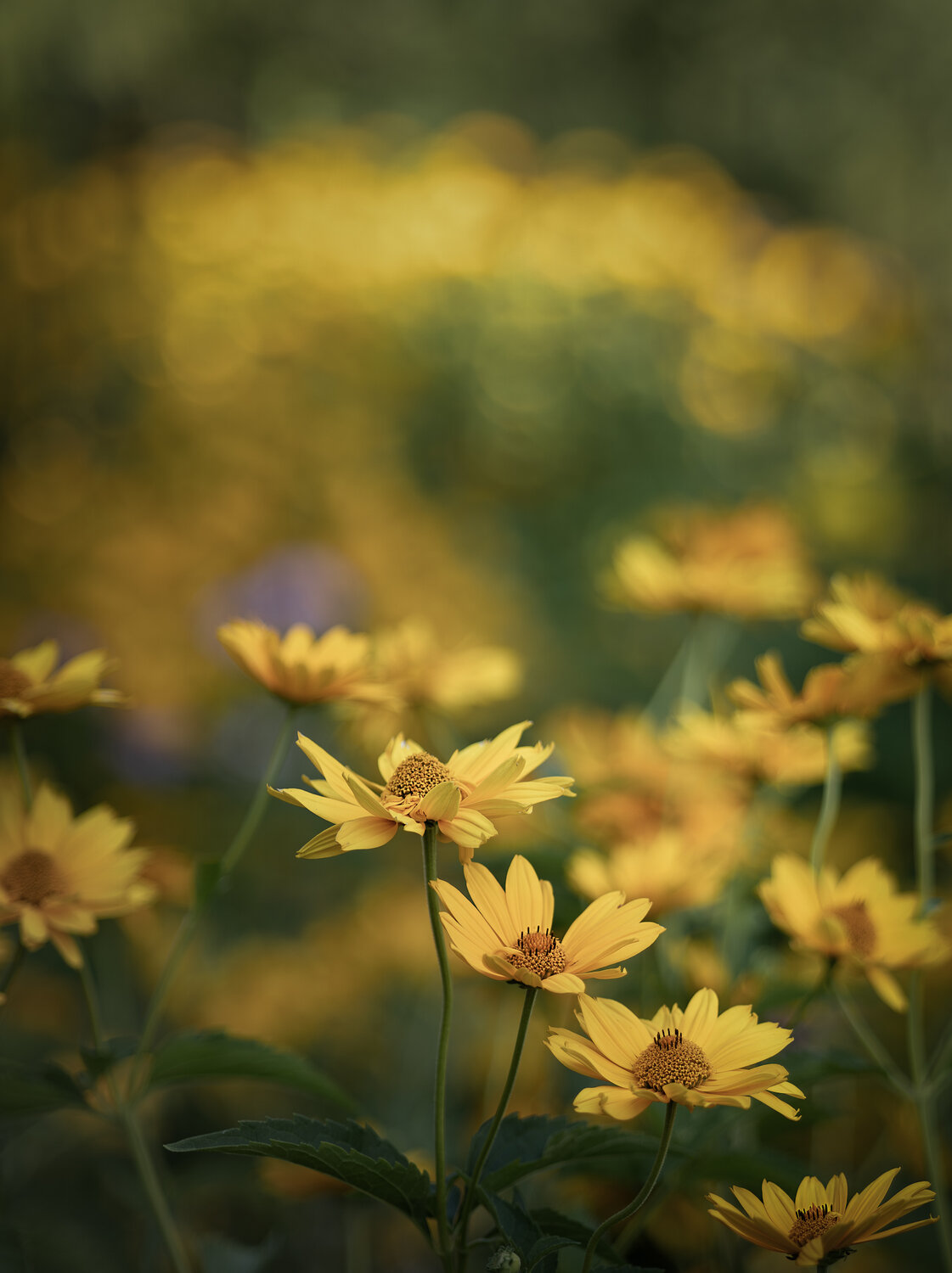 Golden Summer Glow