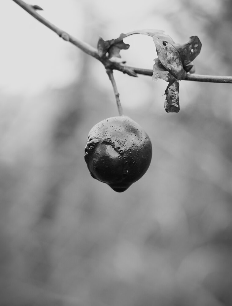 Photograph by Renata Guisantes