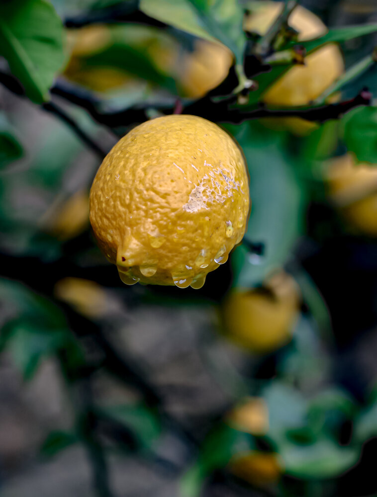 Photograph by Renata Guisantes