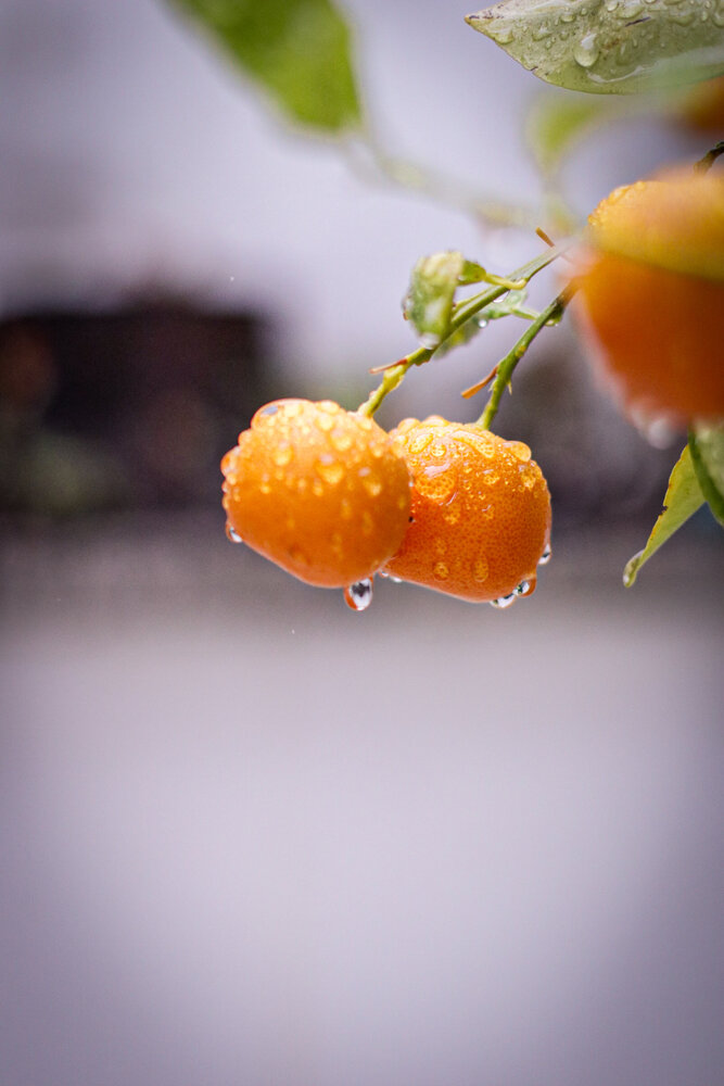 Photograph by Renata Guisantes