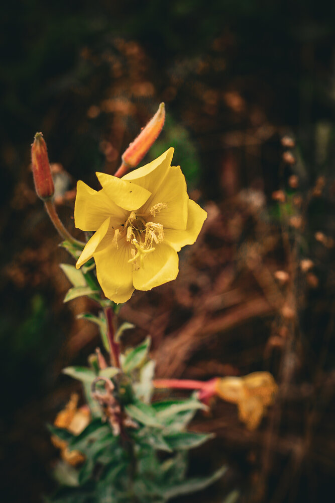 Photograph by Renata Guisantes