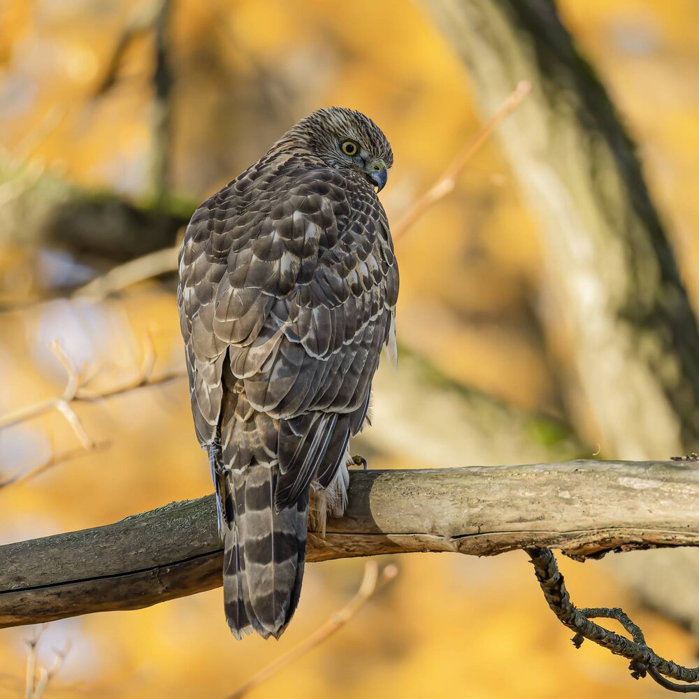 Photograph by Pl Ruslan