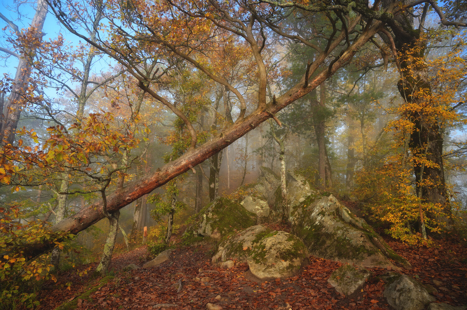 Photo #13805232