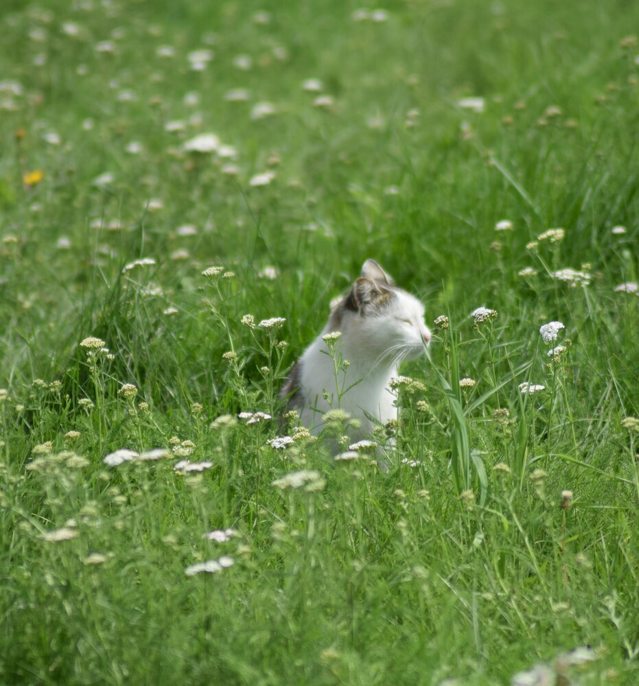 Photograph by Альбина Рамилевна
