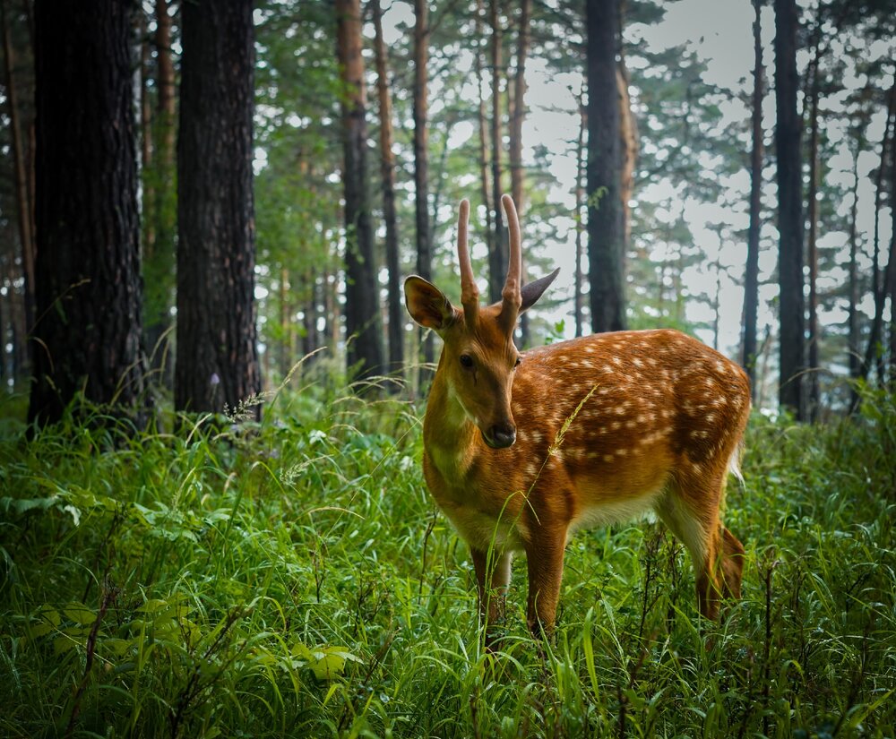 Photograph by Ридель Натали