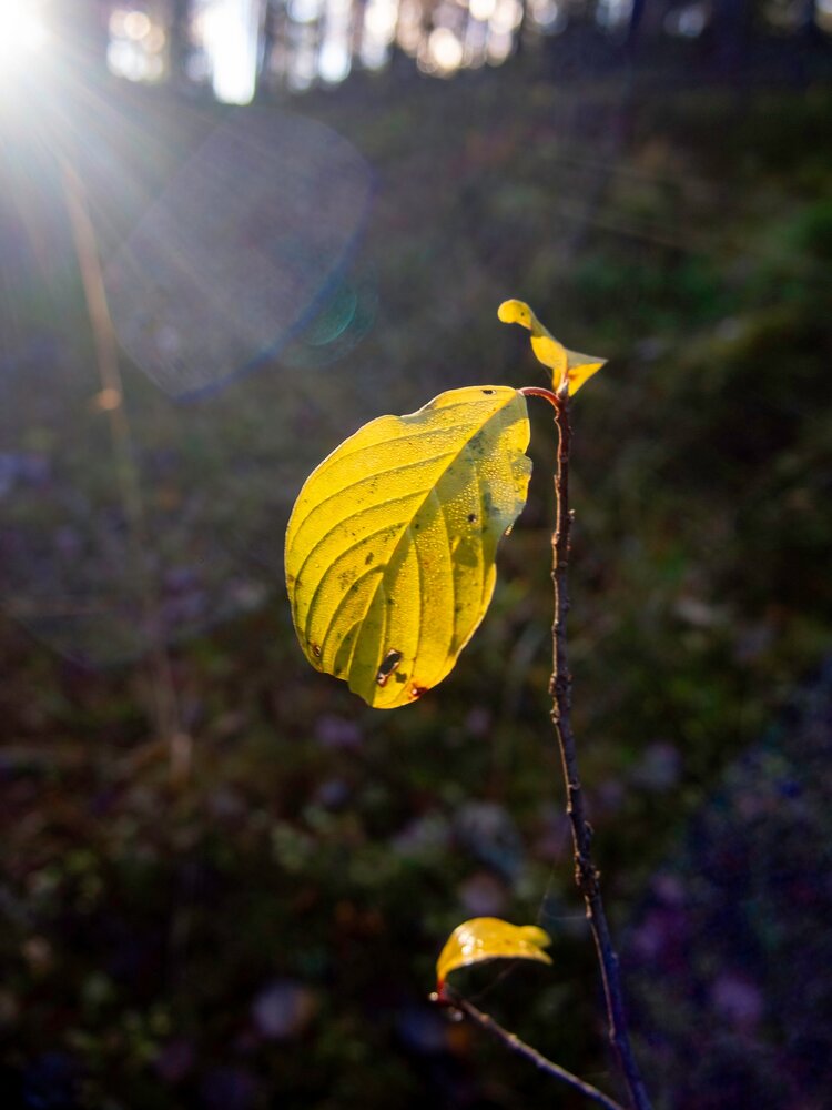Photograph by Ольга Зимина
