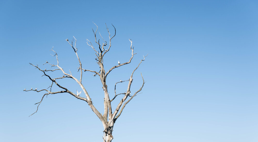 Dead tree