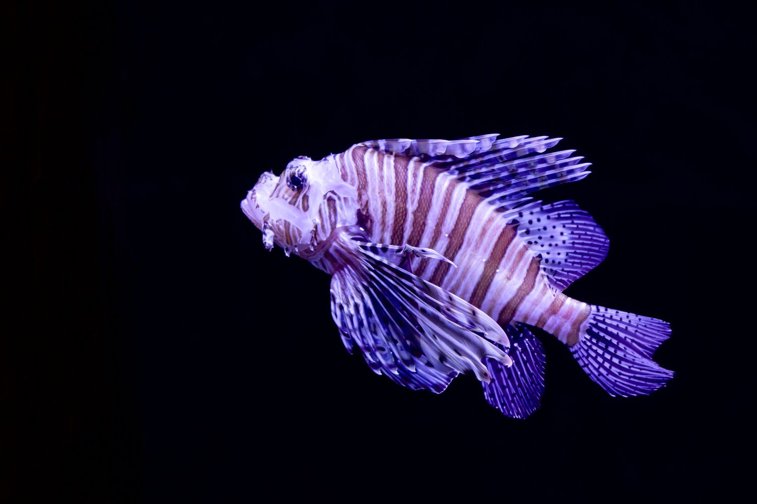 Photo #13805888