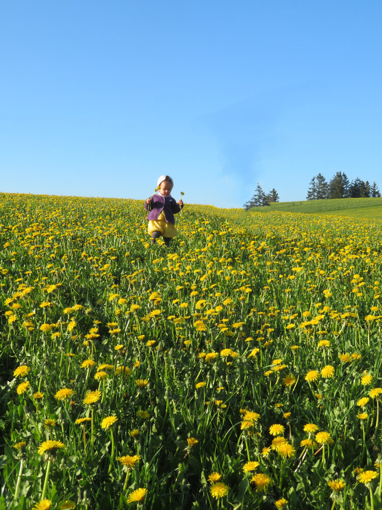 Little girl in yellow dandelion field