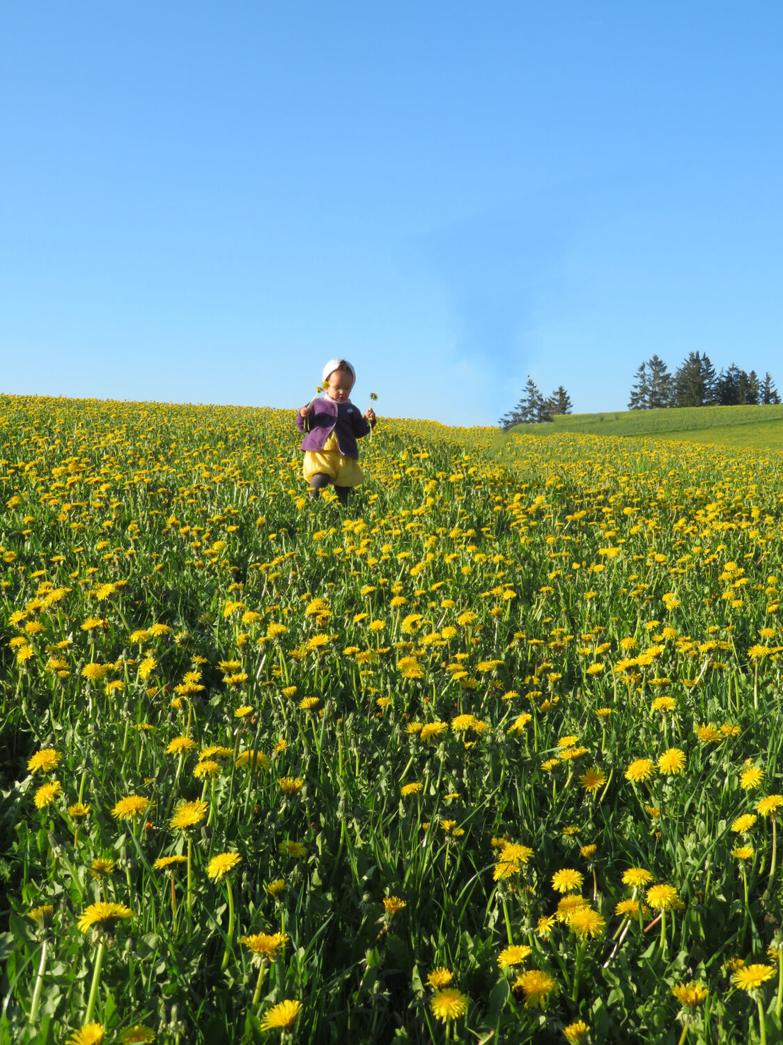 Little girl in yellow dandelion field
