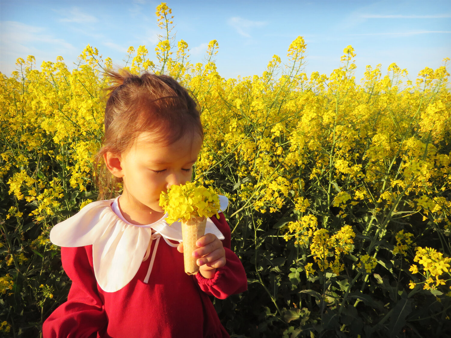 Yellow flowers ice cream in spring