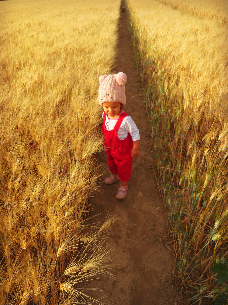 Little girl in golden wheat field