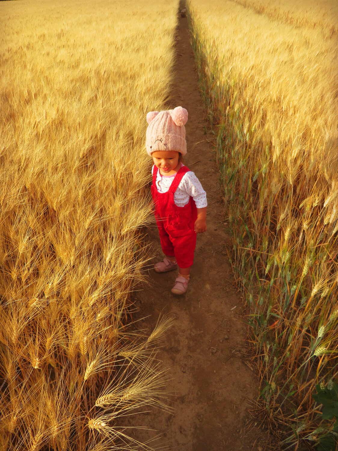 Little girl in golden wheat field