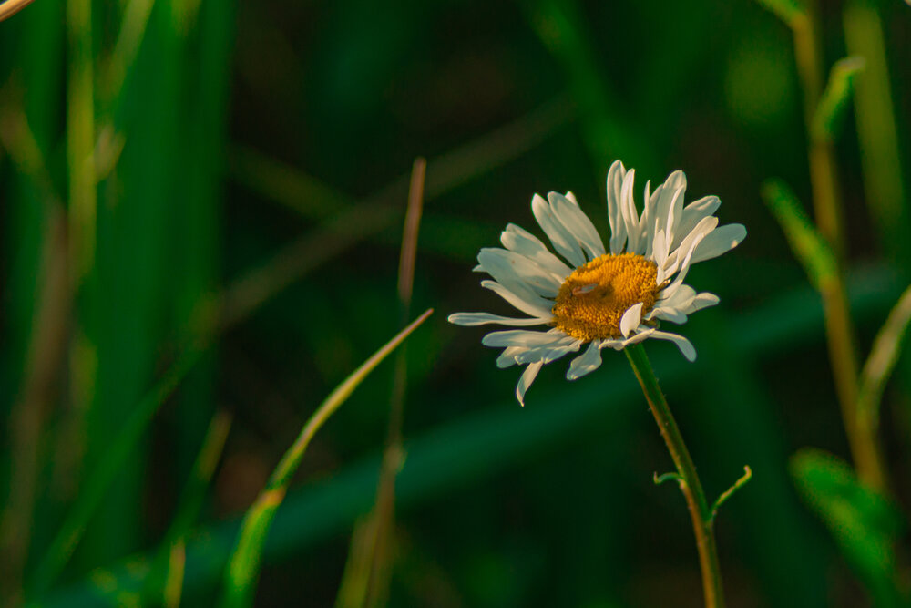 Photograph by Денис Хасанов