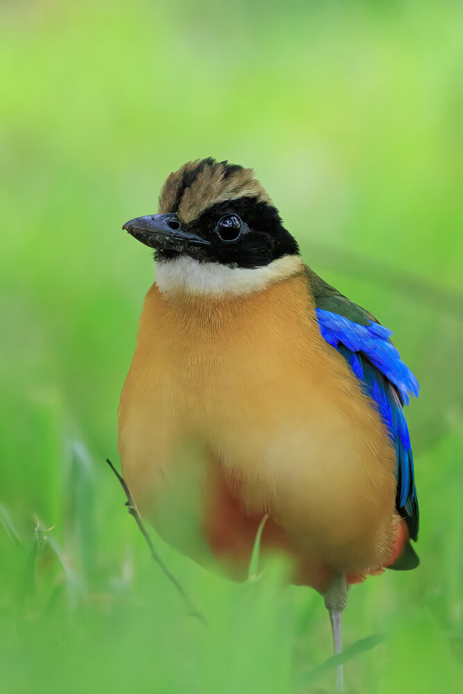 Photograph by Chau Nguyen