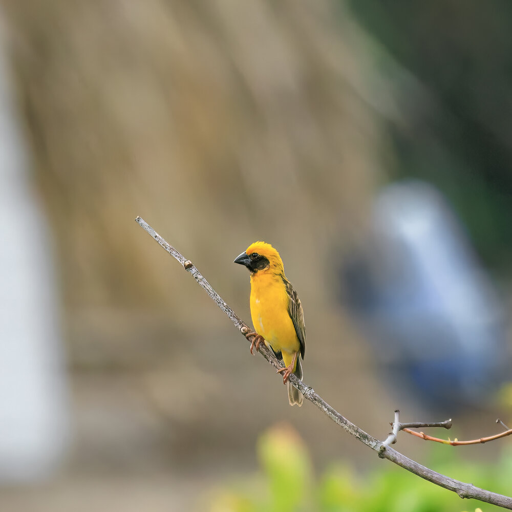 Photograph by Chau Nguyen