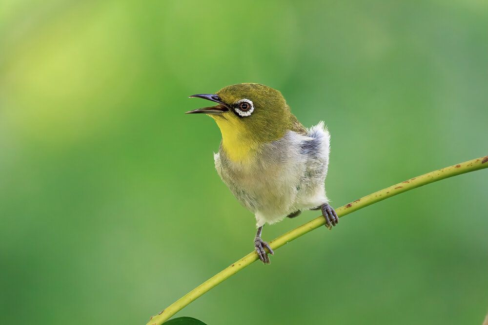 Photograph by Chau Nguyen