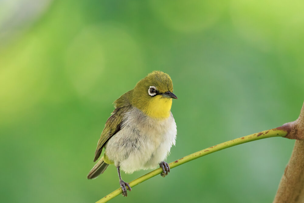 Photograph by Chau Nguyen