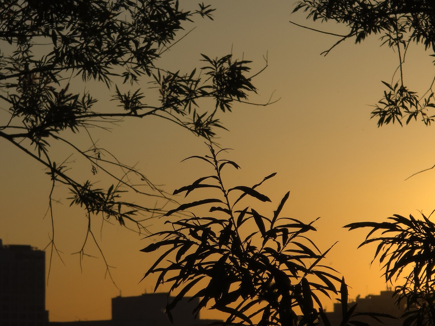Photo #13806384