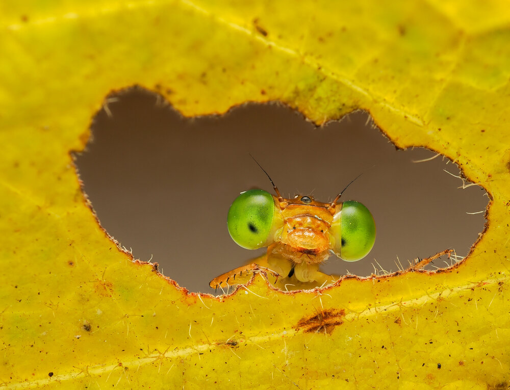 Photograph by Minh Lieng Lu