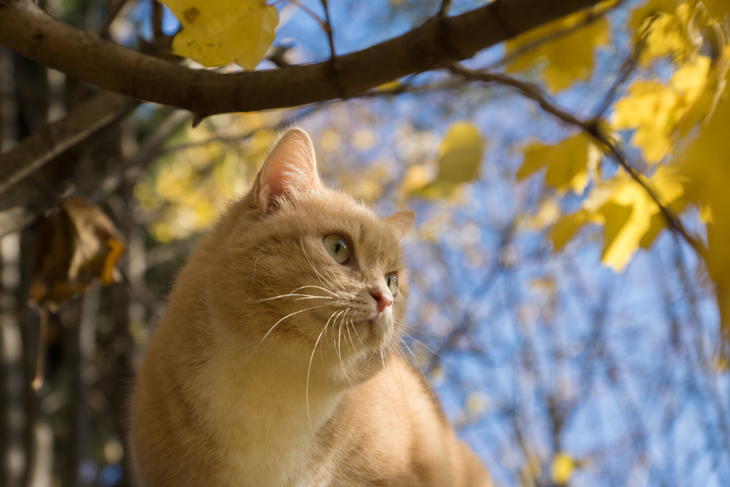 Photo #13806449