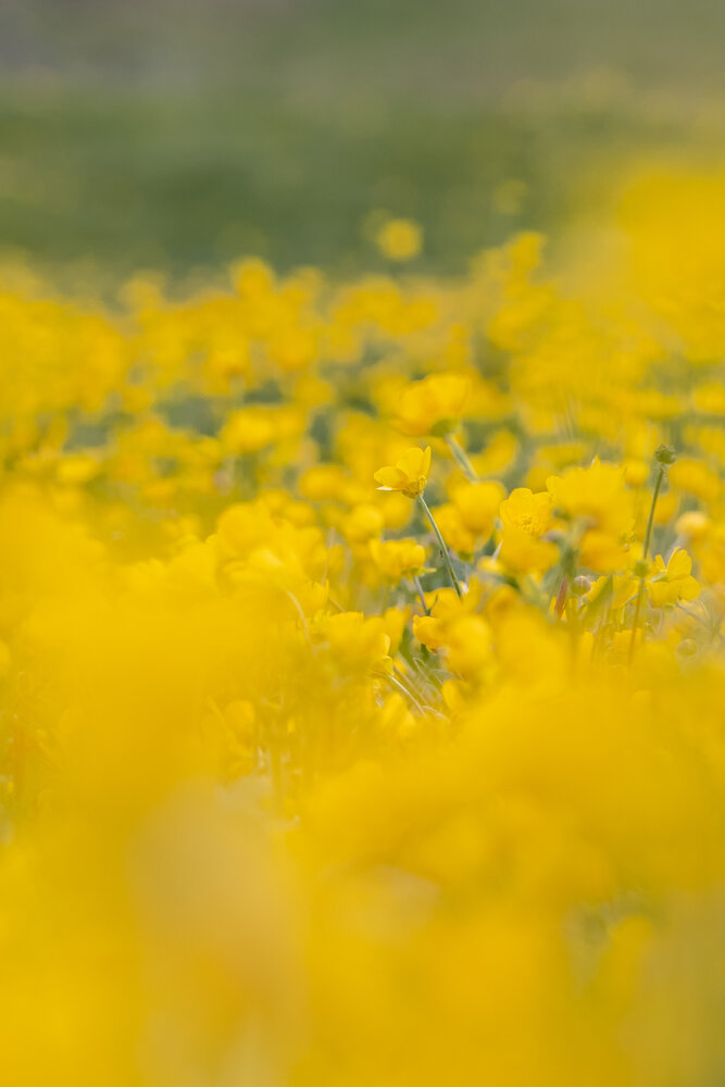 Photo #13806644